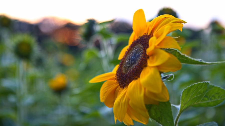 Sonnenblume