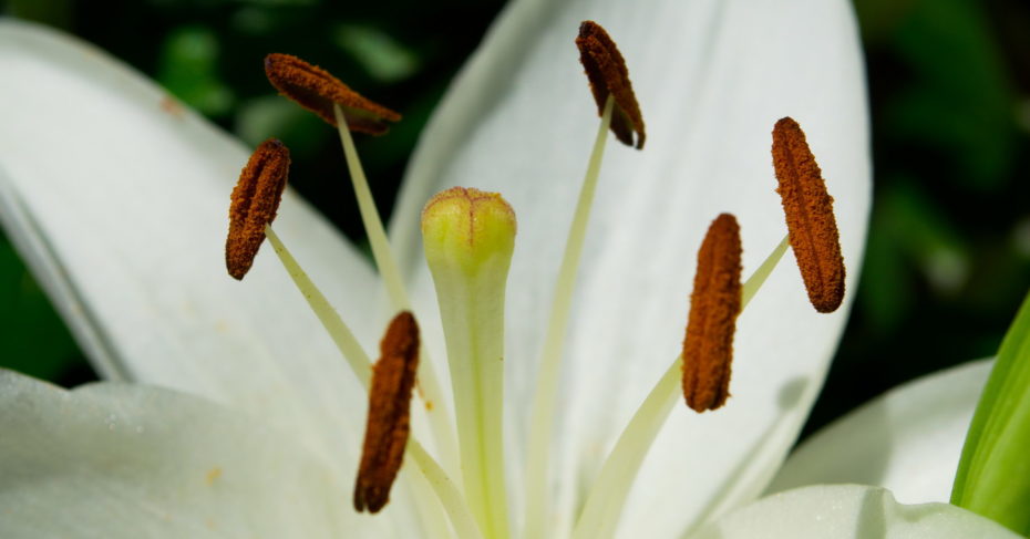 Weiße Lilie Detail Blüte Samen Bestäubt Griffel Narbe Staubbeutel Braun Staubblatt Staubfaden