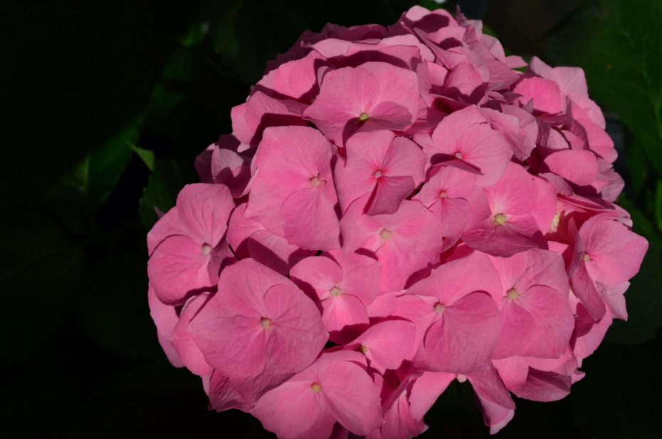 Rosa Hortensie Blüten Sonne