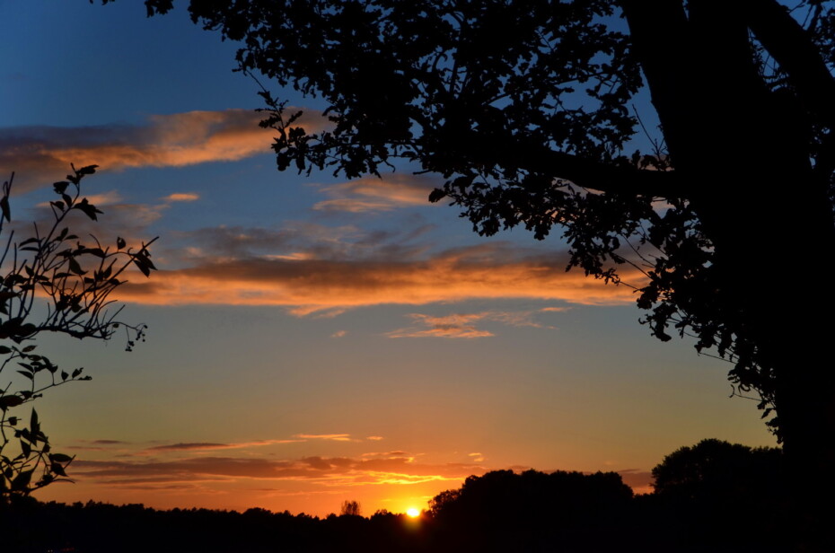 Sonnenuntergang Landschaft Baum Äste Strauch Silhouette Wolken Sonne Gold Himmel