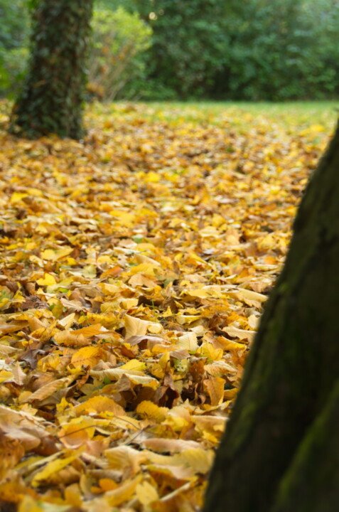 Herbst Laub Gold Wiese Efeu Hecke