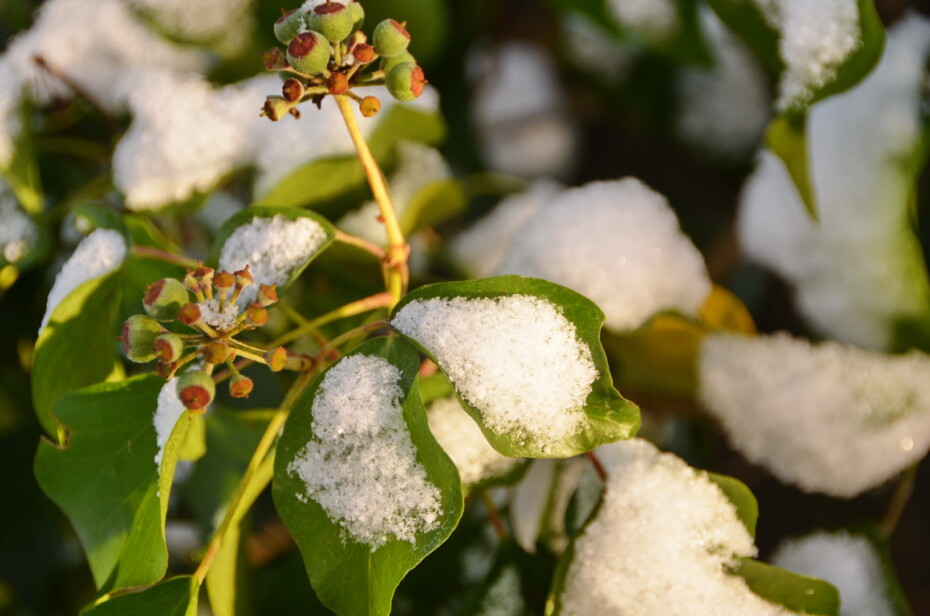 Gemeiner Efeu im Schnee Schnee Grun Sonne Knospen Frost