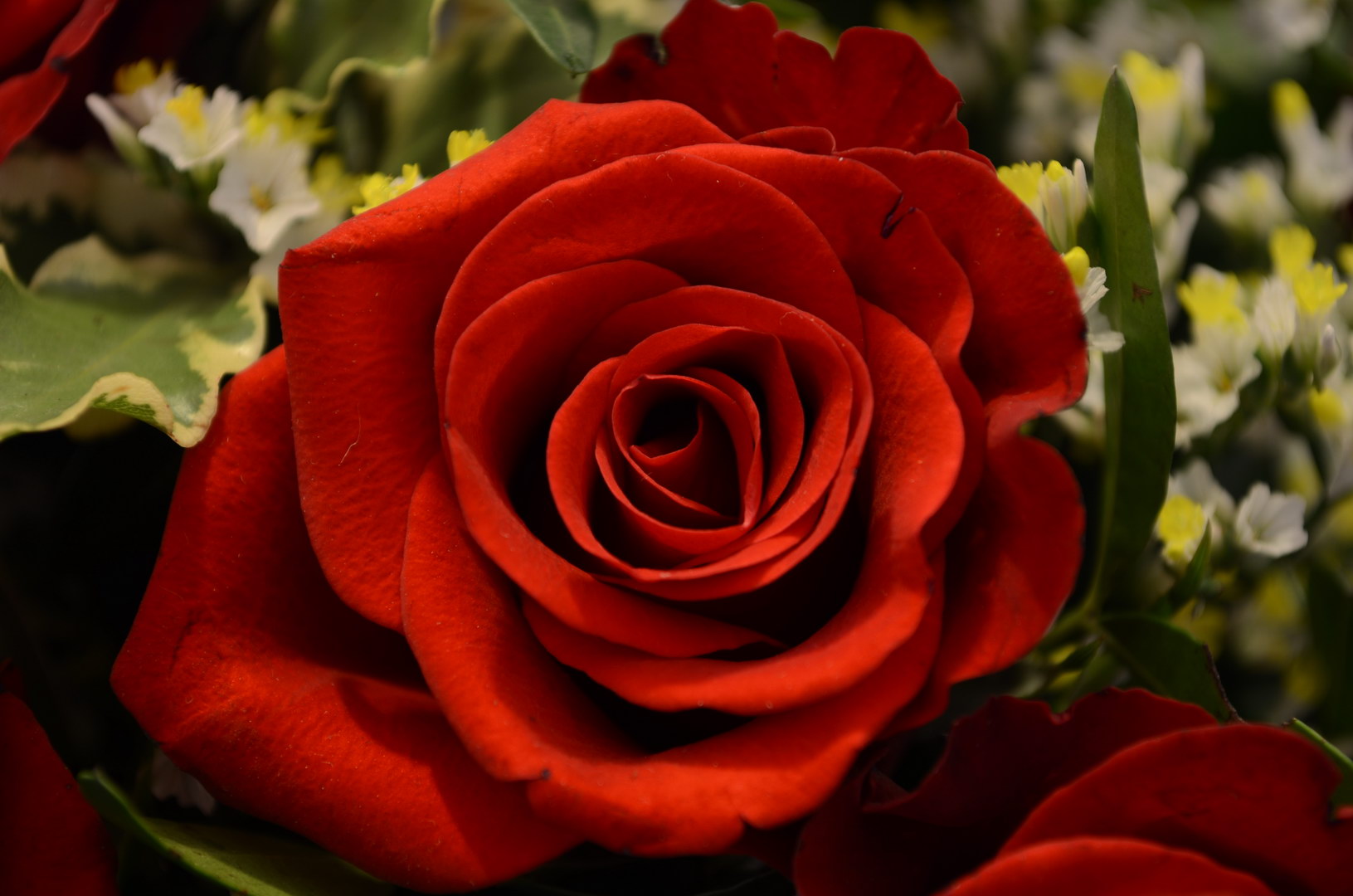 Rote Rose Schatten Nahaufnahme Grün