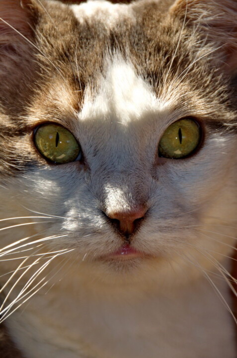 Minka Katze Portät Grüne Augen Weiß Braun Sonne