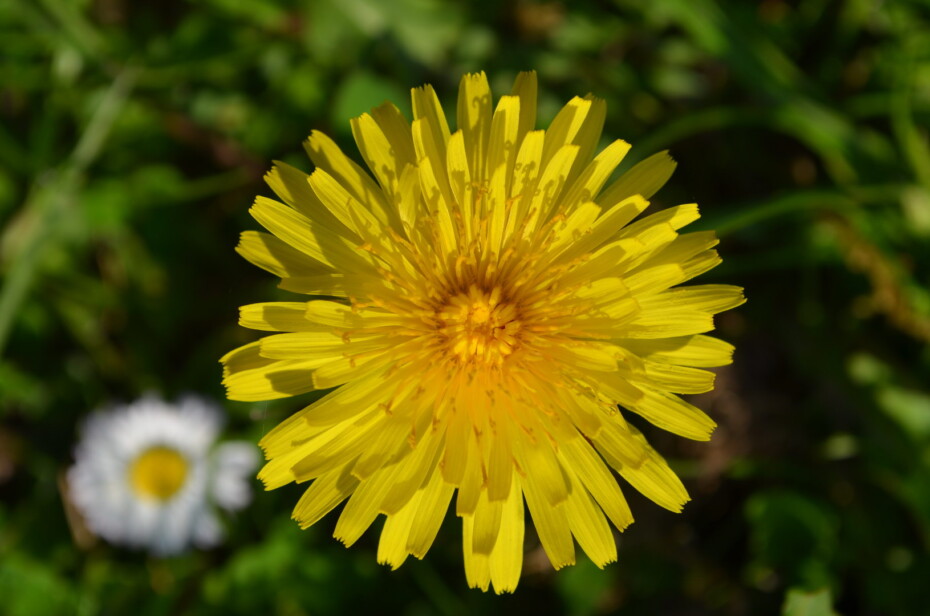 Löwenzahn oben Blüte gelb Gras Gänseblümchen Schatten Sonne