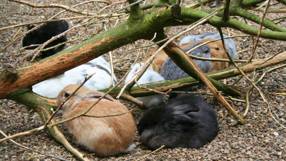 Viele Kaninchen braun weiß schwarz zwischen Ästen Kies