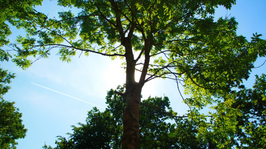 Sonne hinter Baum Grün leuchtende Blätter Blauer Himmel