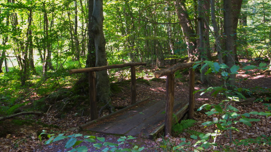 Kleine Holzbrücke im Wald Alt Sonne grün Bäume Sträucher Blätter Moos