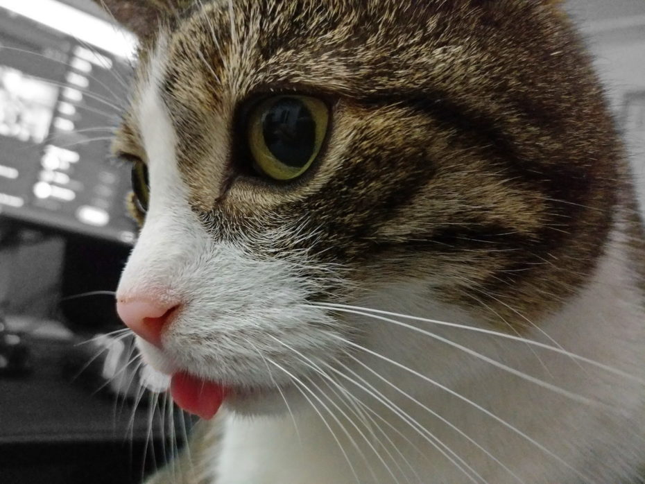 Tasha Katze Zunge guckt heraus Kopf Nahaufnahme Colorkey Hintergrund Schwarzweiß