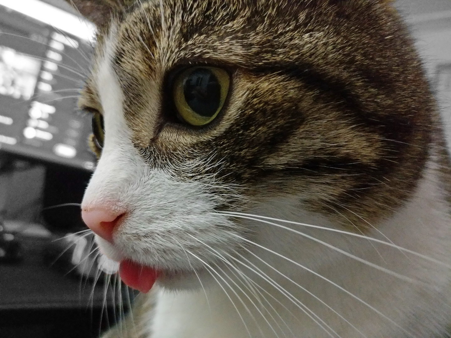Tasha Katze Zunge guckt heraus Kopf Nahaufnahme Colorkey Hintergrund Schwarzweiß