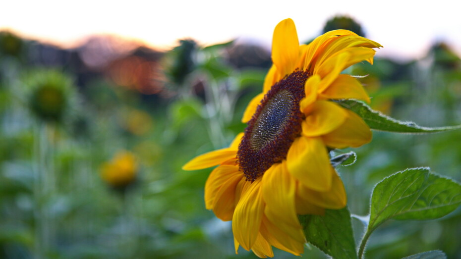 Sonnenblume seitlich Details Nur Blüte mit Wassertropfen feine Härchen an Blättern