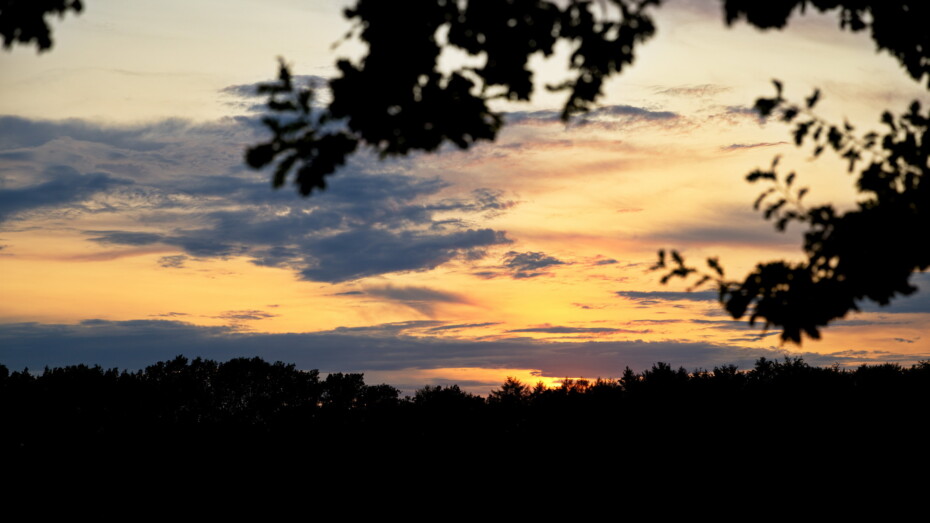 Sonnenuntergang im Wald Gold Äste am Rand Bäume unten