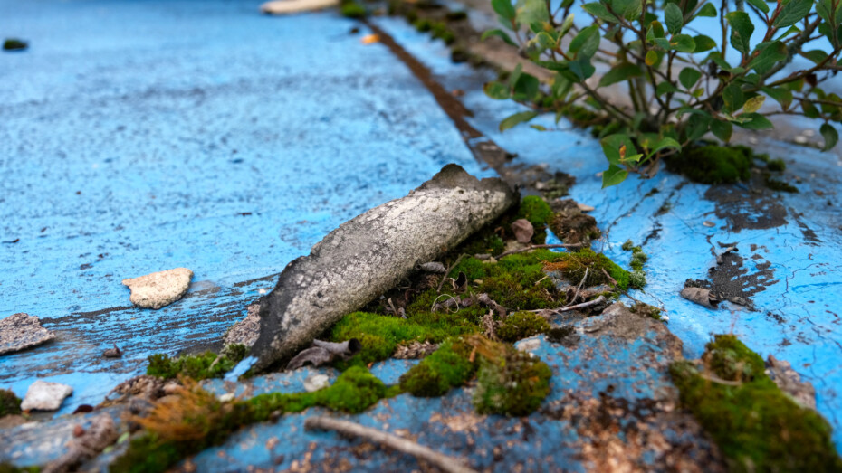 Natur in einem Lost Place Schwimmbad