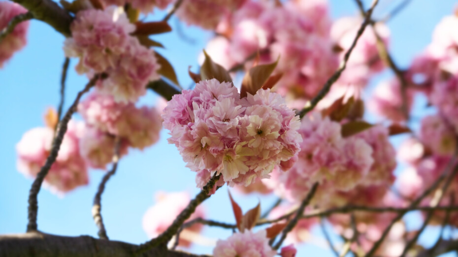 Herz aus Kirschblüten