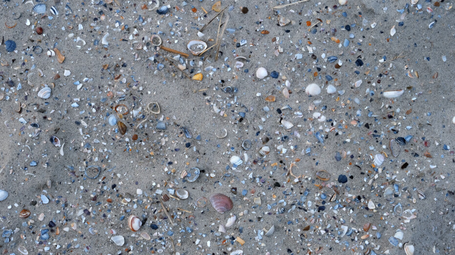 Muscheln am Strand