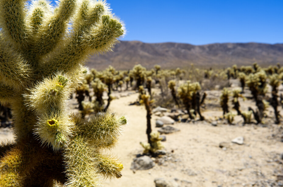 Cholla Cactus Garden