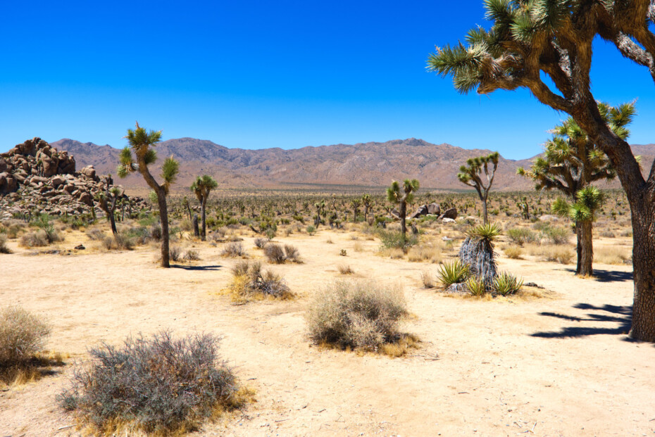 Joshua Tree Nationalpark