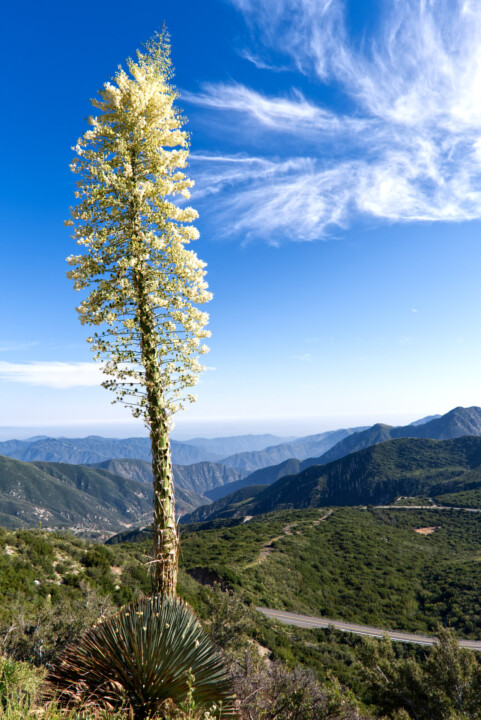 San Gabriel Canyon Road Lookout