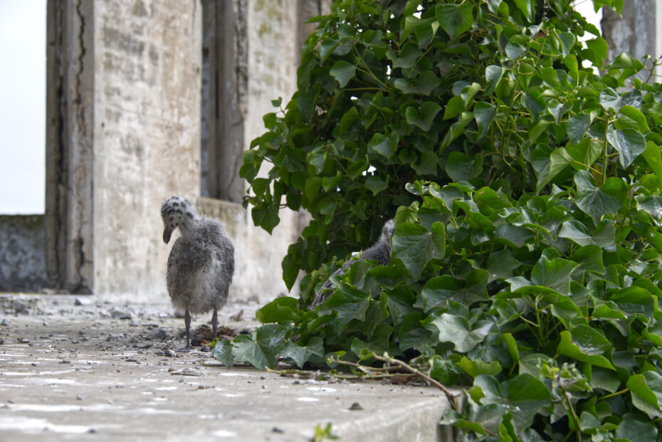 Junge Möwen auf Alcatraz