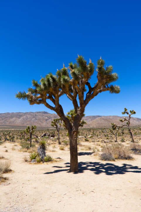 Joshua Tree Nationalpark 2