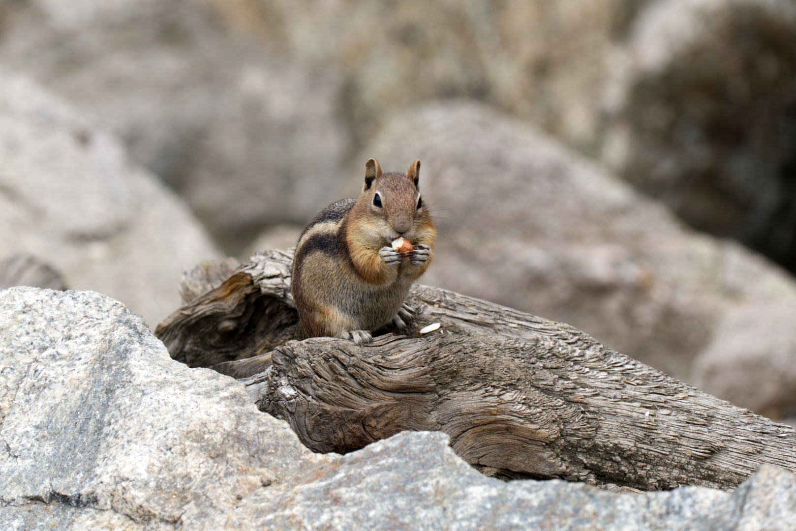 Streifenhörnchen